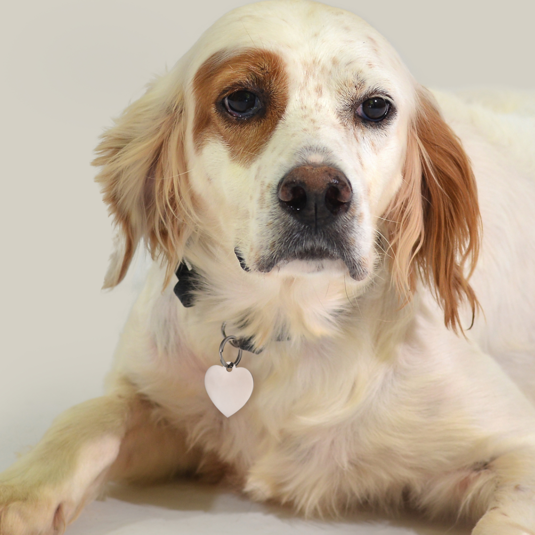 MEDAGLIETTA PERSONALIZZABILE CANE E GATTO CUORE