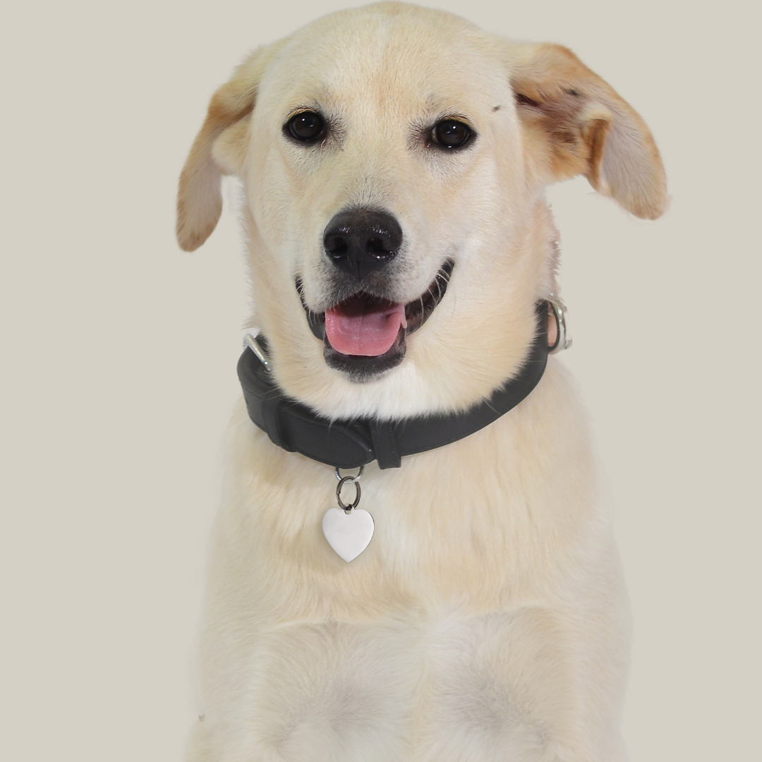 MEDAGLIETTA PERSONALIZZABILE CANE E GATTO CUORE