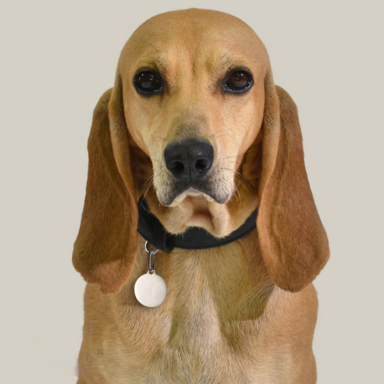 MEDAGLIETTA PERSONALIZZABILE CANE E GATTO CERCHIO