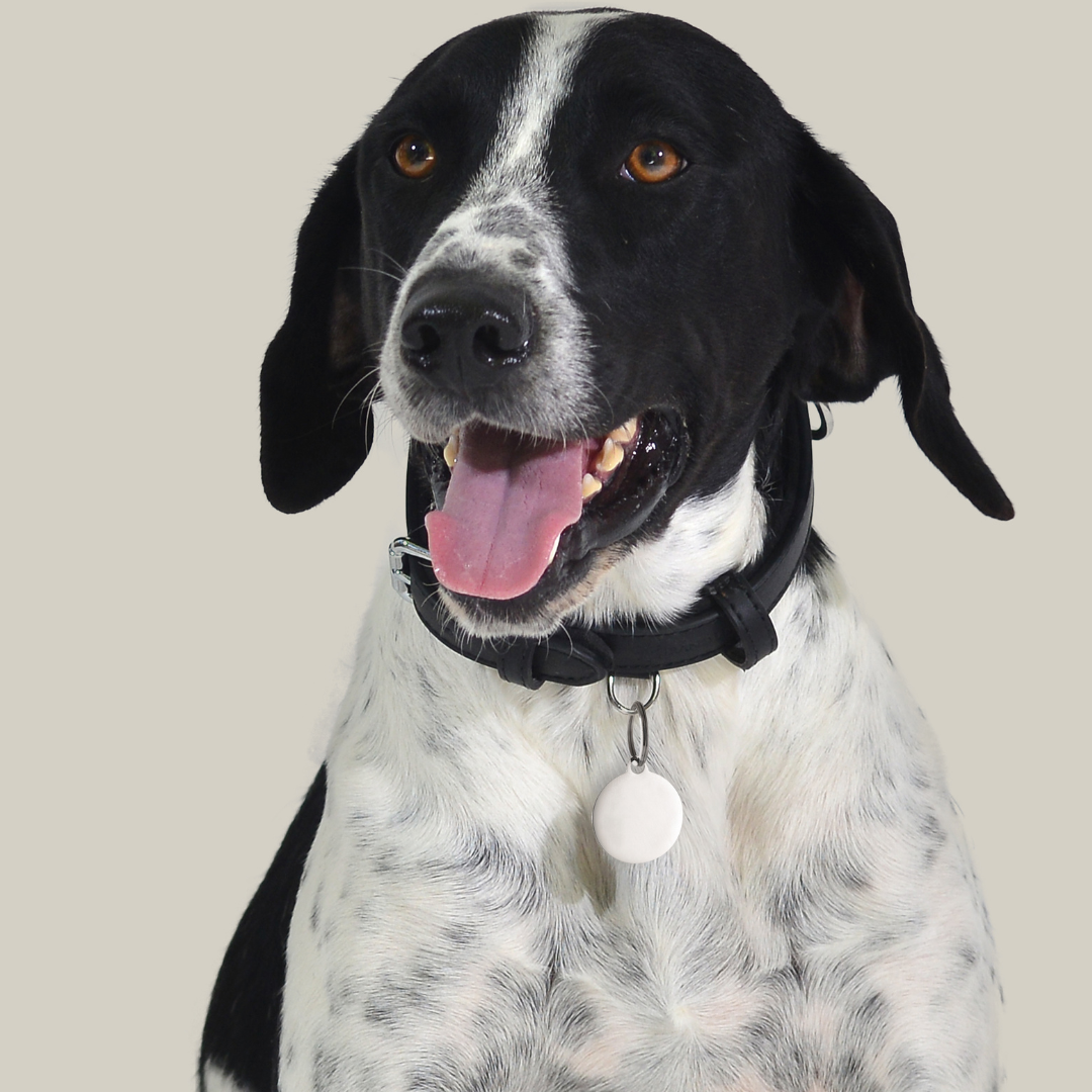 MEDAGLIETTA PERSONALIZZABILE CANE E GATTO CERCHIO